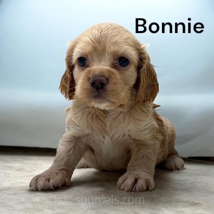 puppy, for, sale, Cocker Spaniel, Joe & Cherri  Overlease, dog, breeder, Miller, MO, dog-breeder, puppy-for-sale, forsale, nearby, find, puppyfind, locator, puppylocator, aca